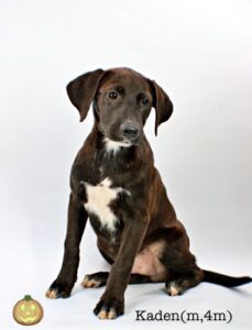Kaden at Wright-Way Rescue