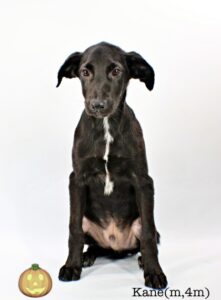 Kane at Wright-Way Rescue