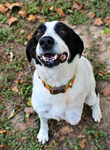 Maggie at Wright-Way Rescue