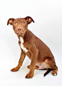 Rhett at Wright-Way Rescue