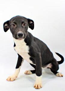 Sadie at Wright-Way Rescue