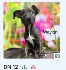 Waylon at Wright-Way Rescue