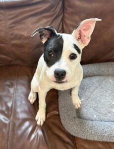 Beebee at Wright-Way Rescue
