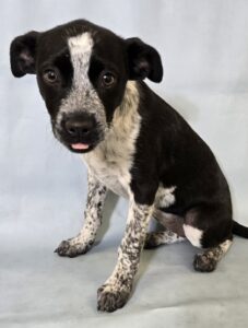 Belle at Wright-Way Rescue