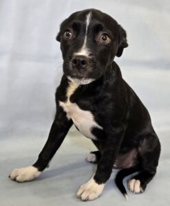 Jesse at Wright-Way Rescue