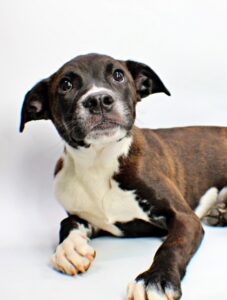 Cosmo at Wright-Way Rescue