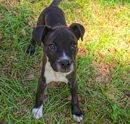 Cosmo at Wright-Way Rescue