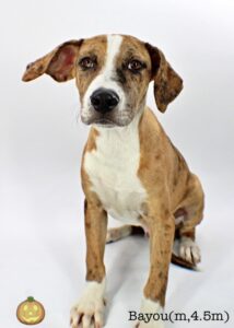 Bayou at Wright-Way Rescue