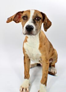 Bayou at Wright-Way Rescue