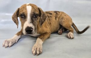 Bayou at Wright-Way Rescue