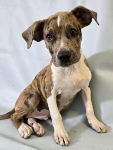 Cajun at Wright-Way Rescue
