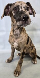 Evangeline at Wright-Way Rescue