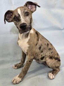 Fleur at Wright-Way Rescue