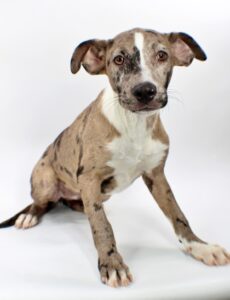 Fleur at Wright-Way Rescue