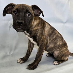 Jolie at Wright-Way Rescue