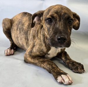 Roux at Wright-Way Rescue