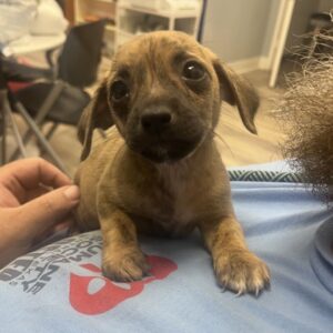 Amren at Wright-Way Rescue