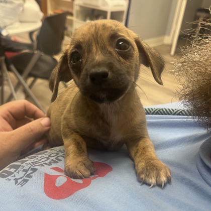 Amren at Wright-Way Rescue