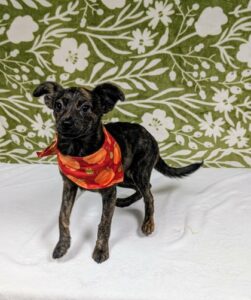 Baby Bop at Wright-Way Rescue