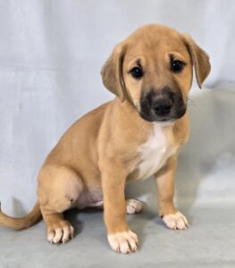 Daffy at Wright-Way Rescue