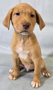 Elmer at Wright-Way Rescue