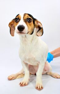 Bonnie at Wright-Way Rescue