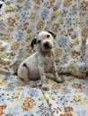 Snowball at Wright-Way Rescue