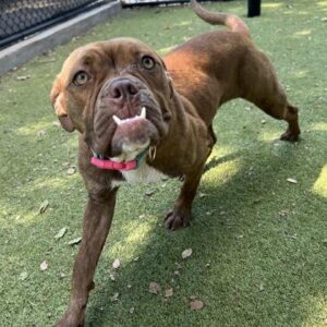 Frankie at Wright-Way Rescue