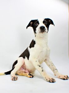 Maverick at Wright-Way Rescue