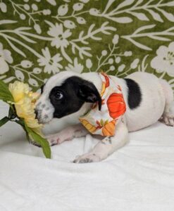 Maverick at Wright-Way Rescue