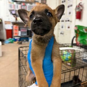 Brainiac at Wright-Way Rescue