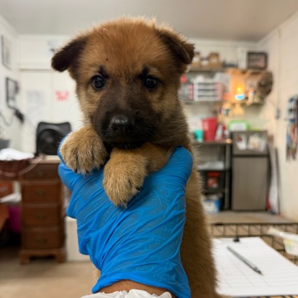 Krypto at Wright-Way Rescue