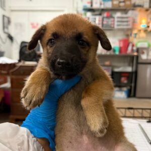 Lana at Wright-Way Rescue
