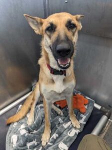 Maleficiant at Wright-Way Rescue