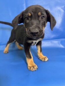 Plank at Wright-Way Rescue