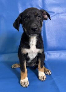 Sand at Wright-Way Rescue