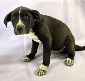 Batman at Wright-Way Rescue