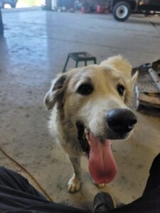 Sprocket at Wright-Way Rescue