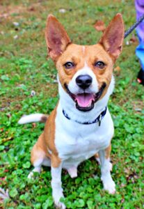 Swiper at Wright-Way Rescue