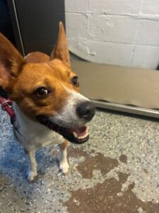 Swiper at Wright-Way Rescue