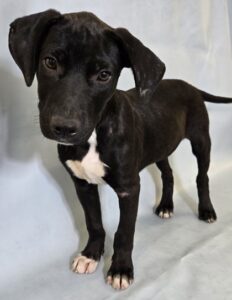 Angus at Wright-Way Rescue