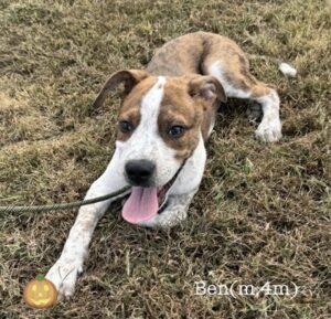 Ben at Wright-Way Rescue