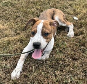 Ben at Wright-Way Rescue