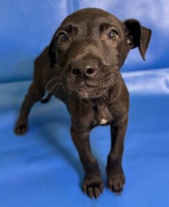 Biscotti at Wright-Way Rescue