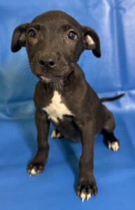 Biscuit at Wright-Way Rescue