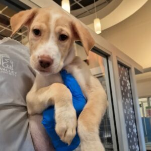 Chai at Wright-Way Rescue