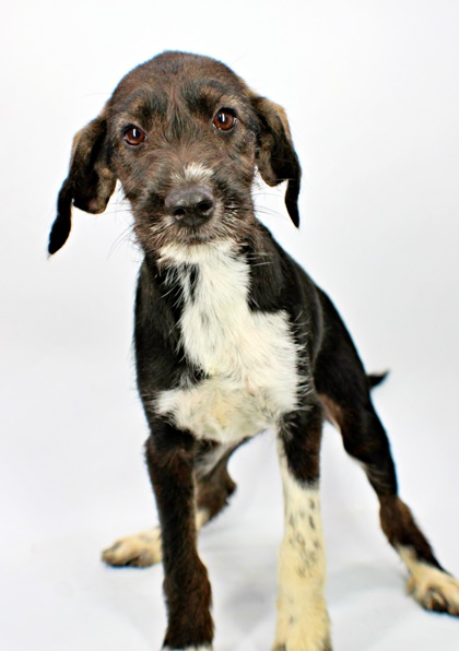 Chococat at Wright-Way Rescue