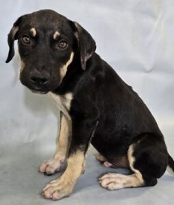 Holstein at Wright-Way Rescue