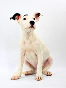Ivory at Wright-Way Rescue