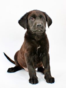 Janet at Wright-Way Rescue
